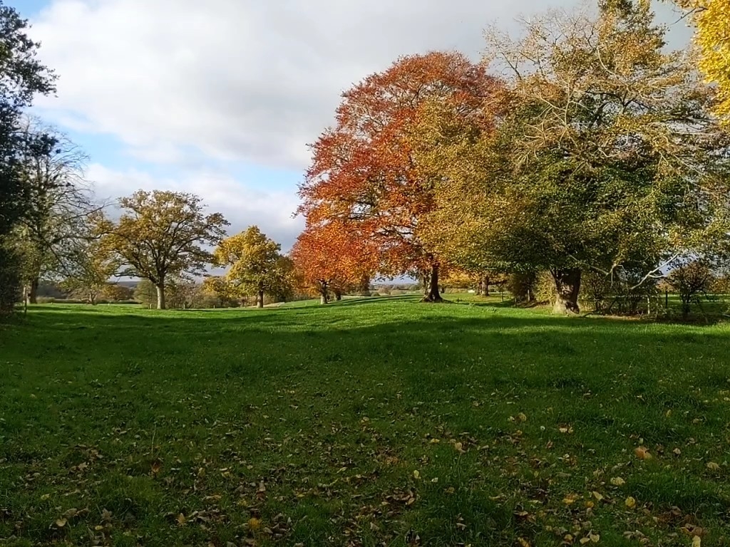 Autumn tints near the Hall, November 13th